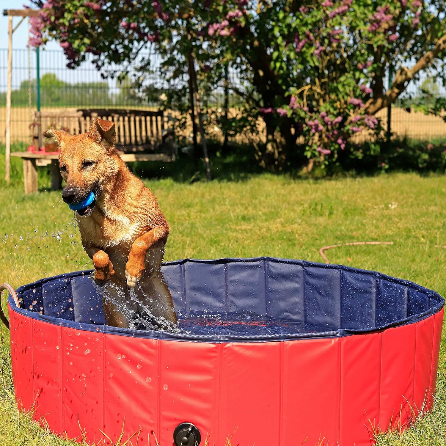 lionto Piscine Pliable pour Chien en PVC résistant aux griffures, Ø 80 cm, Hauteur 20 cm, revêtement antidérapant et Bouchon pour vidage sans Pompe, Piscine Robuste pour Enfants, Bleu/Rouge