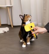 un chat est montré tenu par une personne.