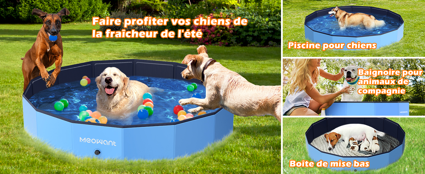 piscine pour chien