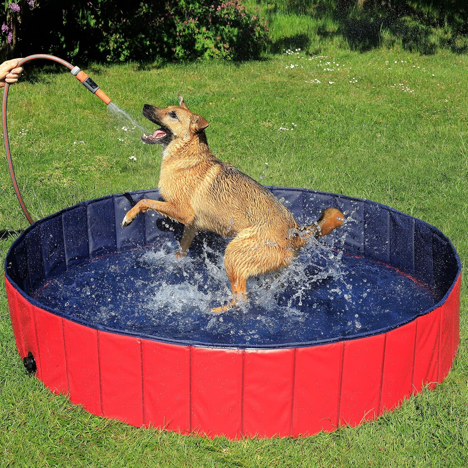 lionto Piscine Pliable pour Chien en PVC résistant aux griffures, Ø 120 cm, Hauteur 30 cm, revêtement antidérapant et Bouchon pour vidage sans Pompe, Piscine Robuste pour Enfants, Bleu/Rouge