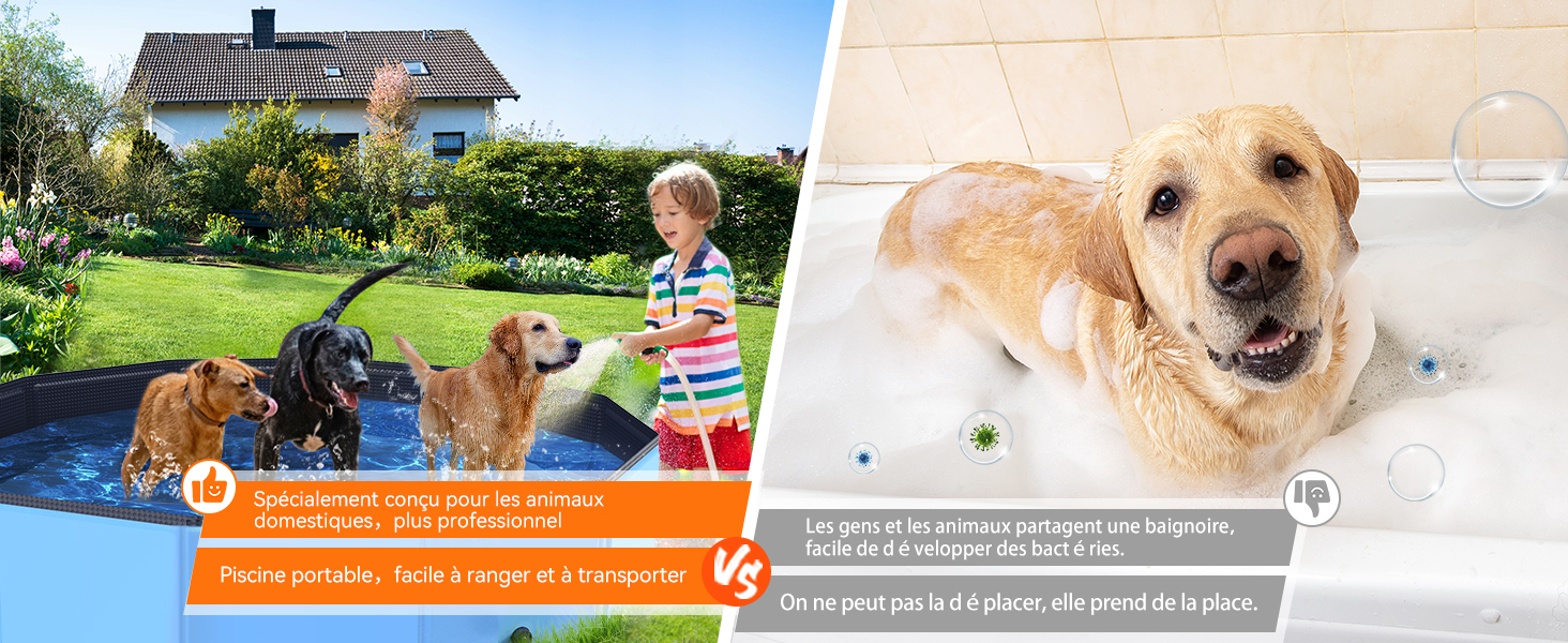 piscine pour chien