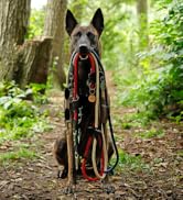 un chien avec une laisse dans la gueule